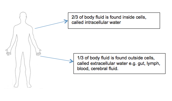 body-waterv2